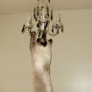 Meet your Posher, Adrian